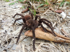 Sericopelma