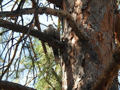 Streptopelia decaocto