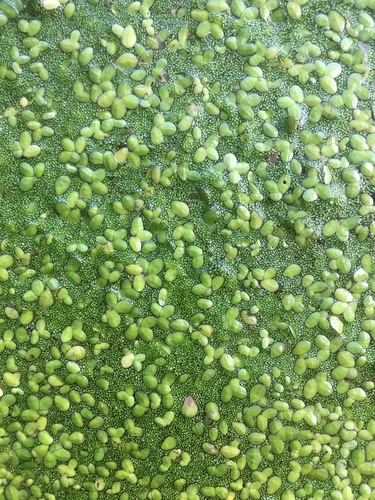 Lemna minor image