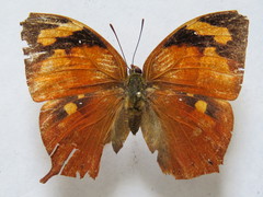 Fountainea eurypyle confusa