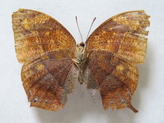 Fountainea eurypyle confusa