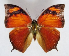 Fountainea eurypyle confusa