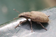 Sitona humeralis