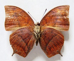 Fountainea eurypyle confusa