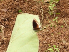Euploea core