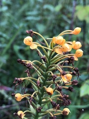 Platanthera chapmanii