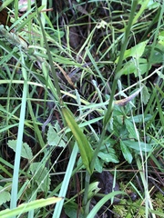 Platanthera chapmanii