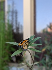 Danaus plexippus