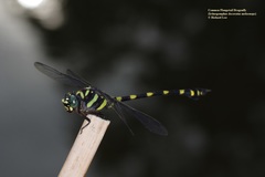 Ictinogomphus decoratus