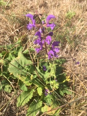 Salvia pratensis