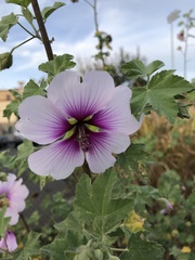 Malva subovata bicolor