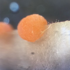 Iodophanus