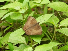 Euthalia aconthea