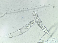 Iodophanus