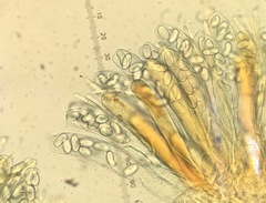 Iodophanus