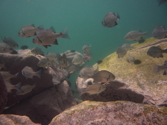 Anisotremus scapularis