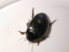 Agabus bipustulatus