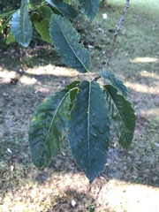 Quercus libani