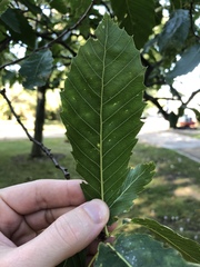 Quercus libani