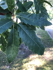 Quercus libani