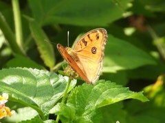 Junonia almana