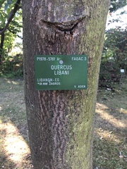 Quercus libani