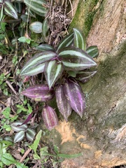 Tradescantia zebrina