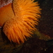 Phymanthea pluvia - Photo (c) ulrich zanabria, algunos derechos reservados (CC BY-NC), subido por ulrich zanabria