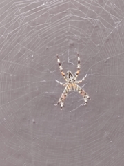 Araneus diadematus