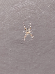 Araneus diadematus