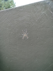 Araneus diadematus