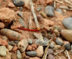 Sympetrum fonscolombii