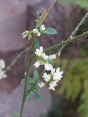 Melilotus albus