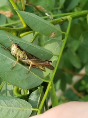 Melanoplus femurrubrum