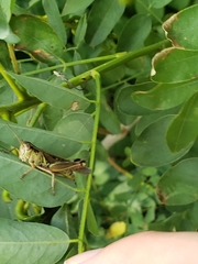 Melanoplus femurrubrum