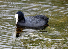 Fulica atra