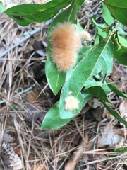 Neuroterus laurifoliae