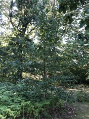 Quercus castaneifolia