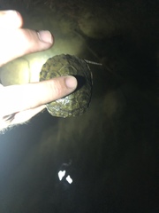 Actinemys marmorata pallida