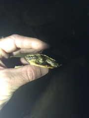 Actinemys marmorata pallida