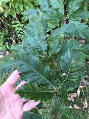 Quercus castaneifolia