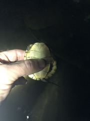 Actinemys marmorata pallida