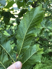Quercus castaneifolia