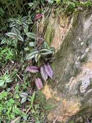 Tradescantia zebrina