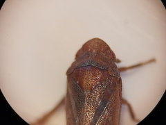 Tettigometra