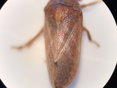 Tettigometra