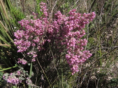 Erica trichadenia