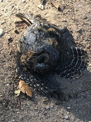 Psiloscops flammeolus