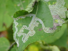 Phyllocnistis labyrinthella