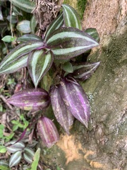 Tradescantia zebrina